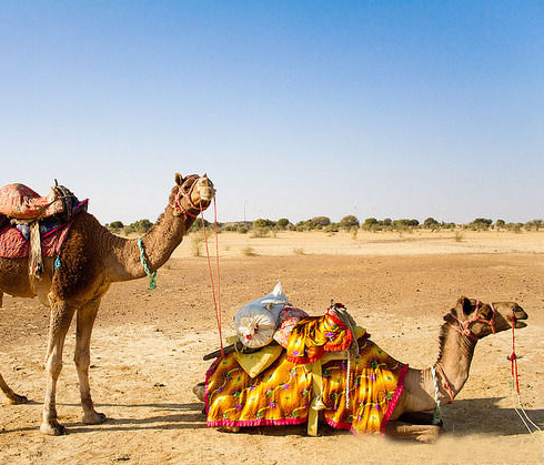 Rajasthan Tour